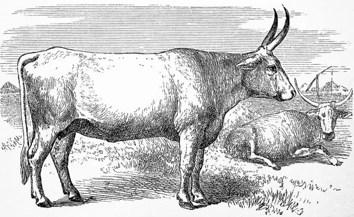 Framed Print : Cattle breed, Zebu, 1881, historical woodcut illustration Framed Print : Cattle breed, Zebu, 1881, historical woodcut illustration