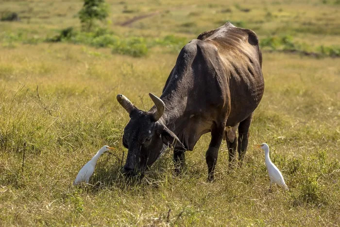Framed Print : Cattle with cattle egrets Valle de los Ingenios Framed Print : Cattle with cattle egrets Valle de los Ingenios