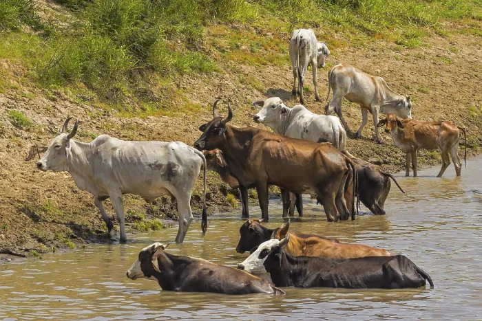 Framed Print : Cattle Crossing The River Santarem Brazil Framed Print : Cattle Crossing The River Santarem Brazil
