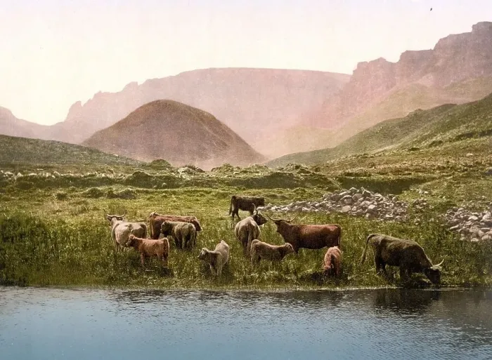 Framed Print : Cattle drinking water from a loch in Scotland