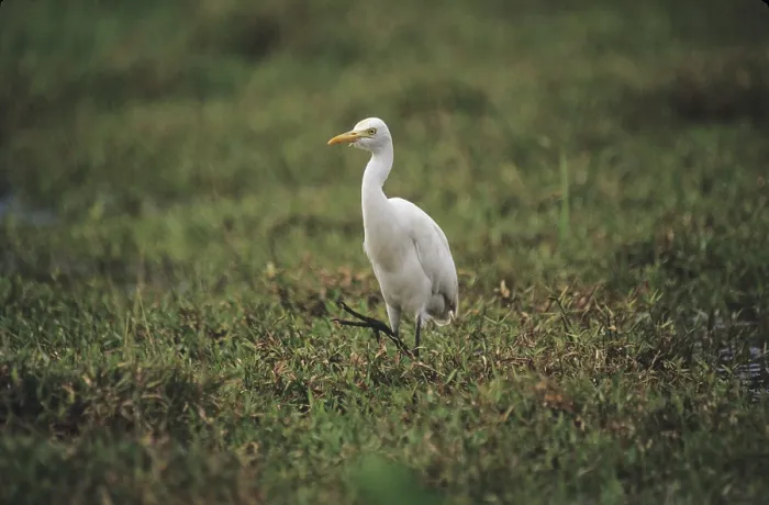 Framed Print : Cattle Egret (Bubulcus ibis) Framed Print : Cattle Egret (Bubulcus ibis)