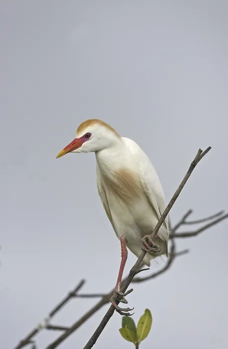 Framed Print : Cattle Egret (Bubulcus ibis), adult Framed Print : Cattle Egret (Bubulcus ibis), adult