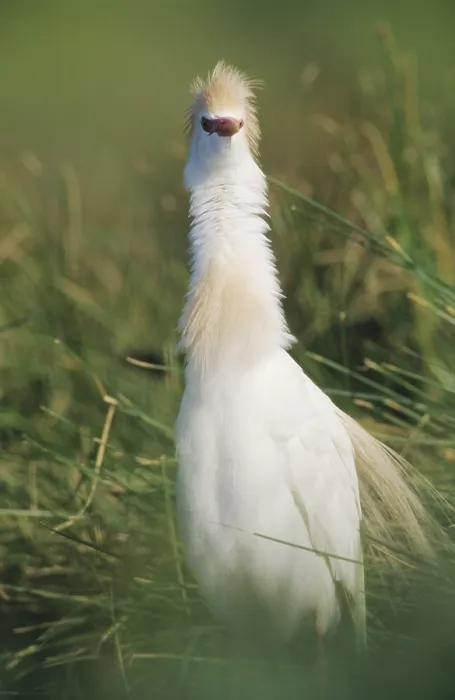 Framed Print : Cattle Egret (Bubulcus ibis), adult in breeding plumage