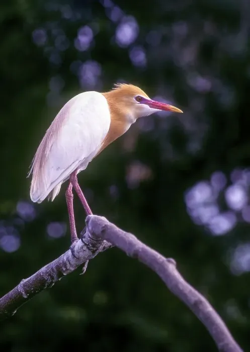 Framed Print : Cattle Egret (Bubulcus ibis) with its breeding plumage in Ranganathittu bird Sanctuary near Mysuru