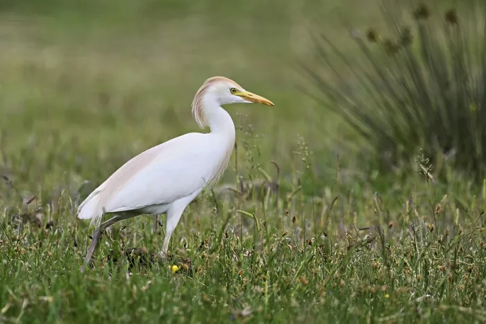 Framed Print : Cattle egret (Bubulcus ibis), foraging in a meadow Framed Print : Cattle egret (Bubulcus ibis), foraging in a meadow