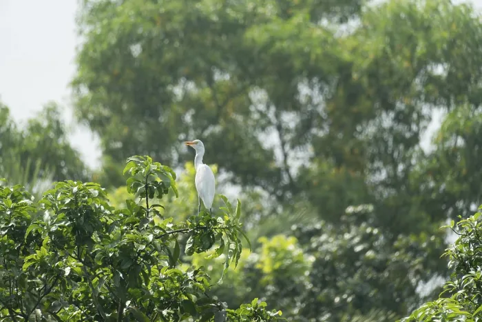 Framed Print : A Cattle Egret (Bubulcus ibis) sits on a branch of a mango tree Framed Print : A Cattle Egret (Bubulcus ibis) sits on a branch of a mango tree
