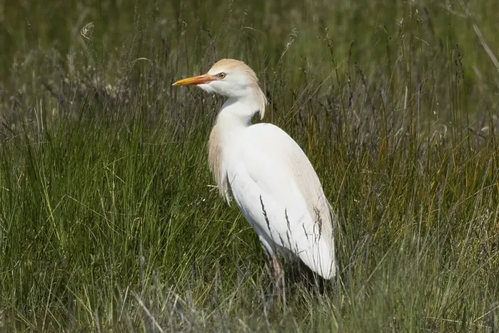 Framed Print : Cattle egret standing in green meadow looking left Framed Print : Cattle egret standing in green meadow looking left