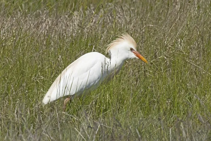 Framed Print : Cattle egret standing in green meadow looking right