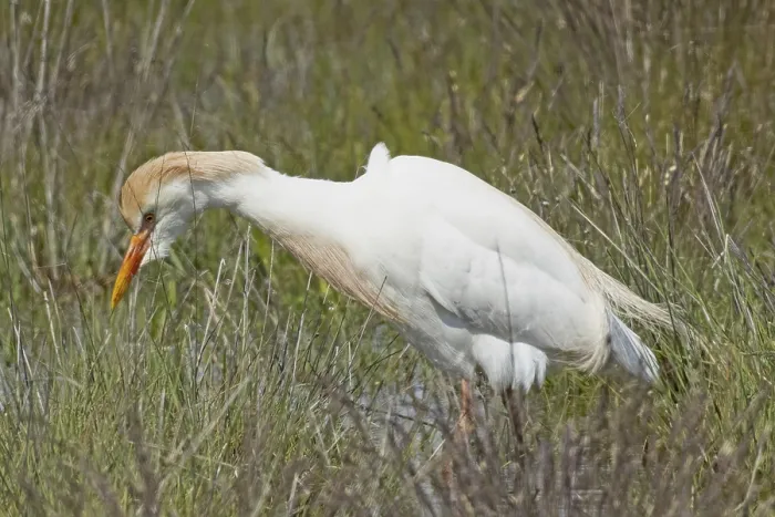 Framed Print : Cattle egret standing in green wet meadow looking down to the left Framed Print : Cattle egret standing in green wet meadow looking down to the left