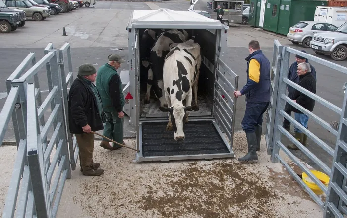 Framed Print : Cattle farming, unloading cull dairy cows from livestock trailer Framed Print : Cattle farming, unloading cull dairy cows from livestock trailer