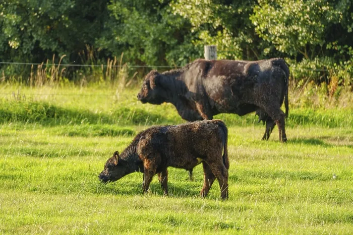 Framed Print : Cattle grazing on a vast green pasture