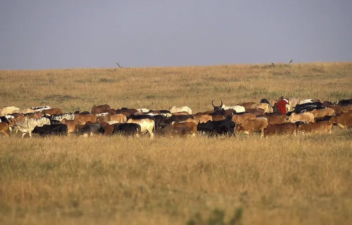 Framed Print : Cattle with Masai Gardian, Masai Mara Park in Kenya