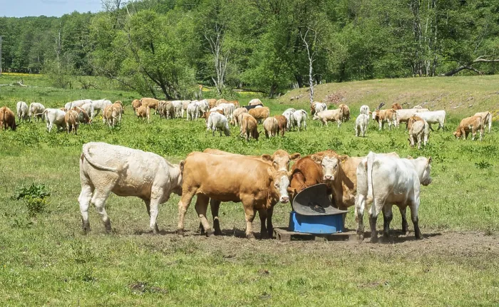 Framed Print : Cattle on pasture in Fyledalen