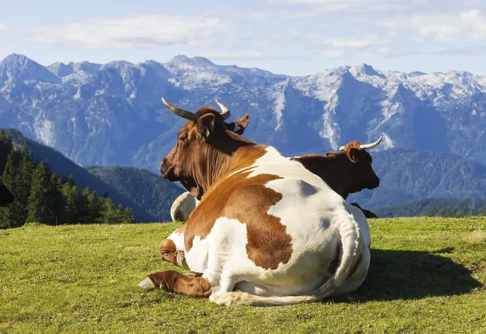 Framed Print : Cattle on pasture, Hochzinkenalm