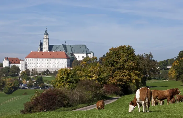 Framed Print : Cattle on a pasture near Neresheim Monastery