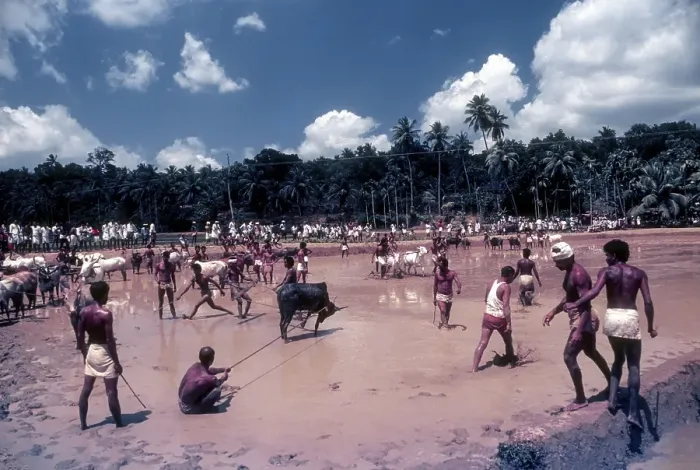 Framed Print : Cattle race arena in Maramadi or Kalappoottu is a type of cattle race conducted in Chithali near Palakkad Framed Print : Cattle race arena in Maramadi or Kalappoottu is a type of cattle race conducted in Chithali near Palakkad