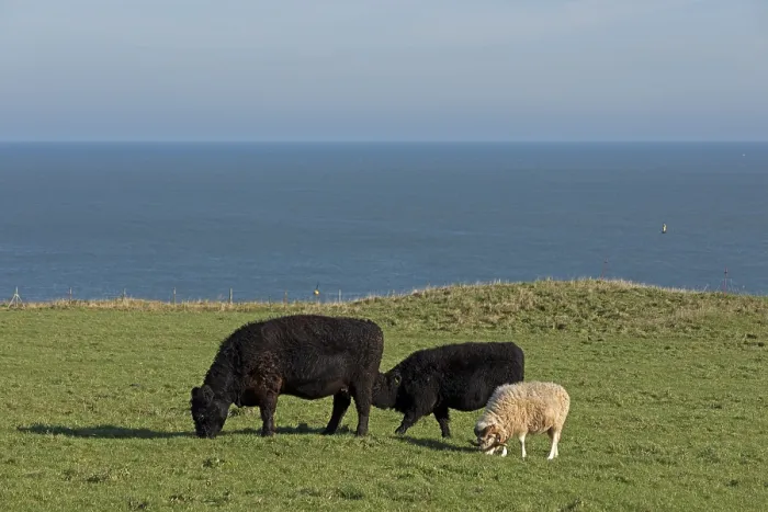 Framed Print : Cattle and rams grazing together