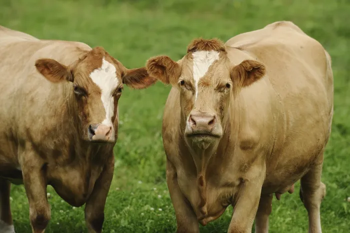 Framed Print : Two cattle standing on a green meadow with expressive faces Framed Print : Two cattle standing on a green meadow with expressive faces