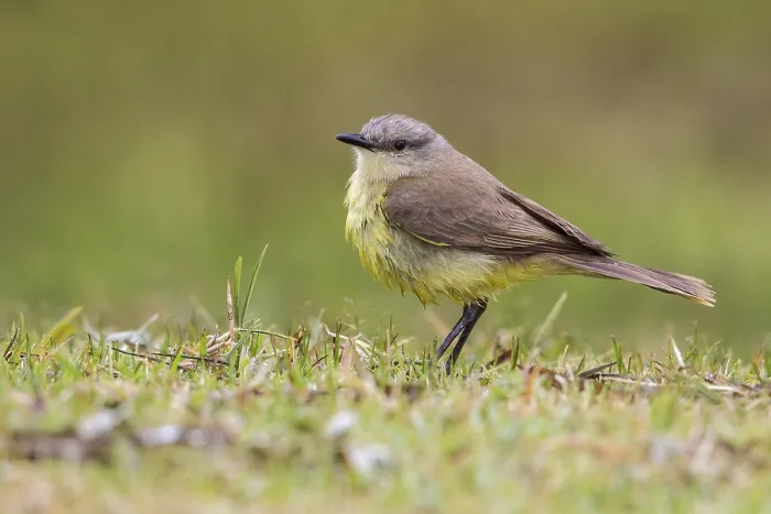 Framed Print : Cattle Tyrant (Machetornis rixosa) perched on the ground in the Atlantic rainforest of southeast Brazil