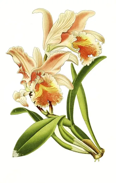 Framed Print : Cattleya mossiae, Moss Cattleys Framed Print : Cattleya mossiae, Moss Cattleys