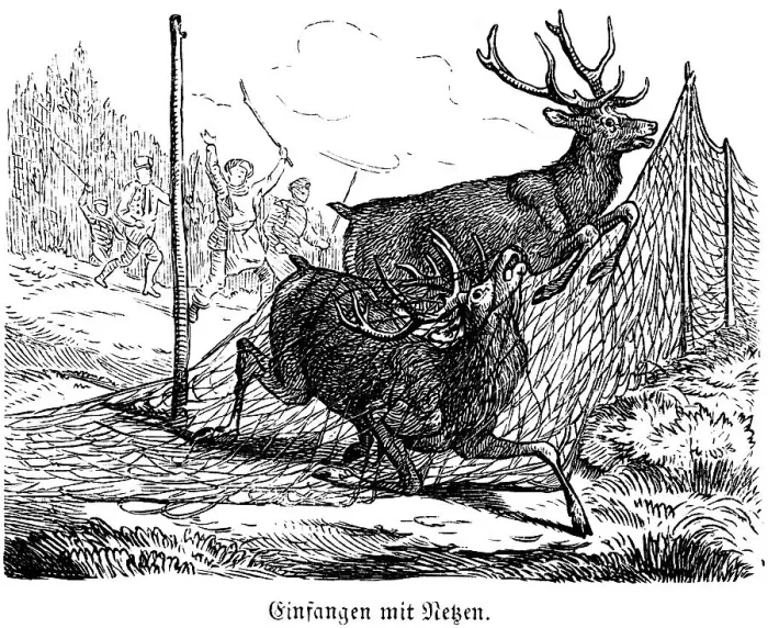 Framed Print : Caught with Nets, Deer, Hubertus Hunting and Hunting Scenes Framed Print : Caught with Nets, Deer, Hubertus Hunting and Hunting Scenes