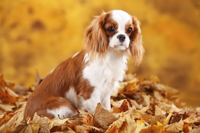 Framed Print : Cavalier King Charles Spaniel, bitch Framed Print : Cavalier King Charles Spaniel, bitch
