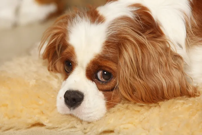 Framed Print : Cavalier King Charles Spaniel, bitch blenheim