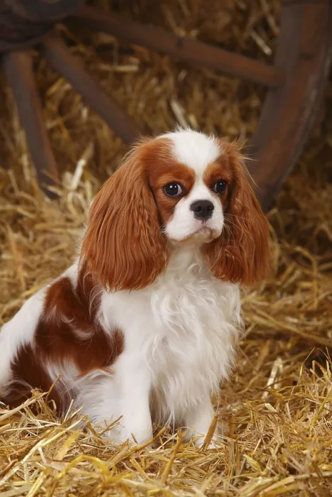 Framed Print : Cavalier King Charles Spaniel, bitch, blenheim