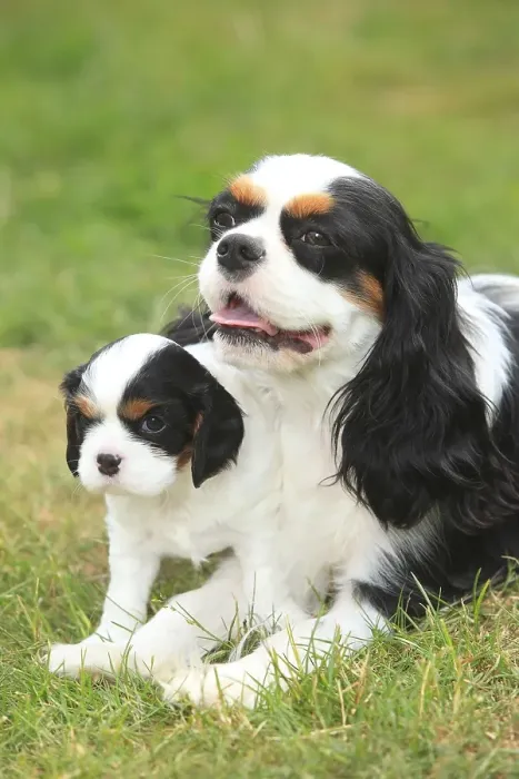 Framed Print : Cavalier King Charles Spaniel, bitch with puppy