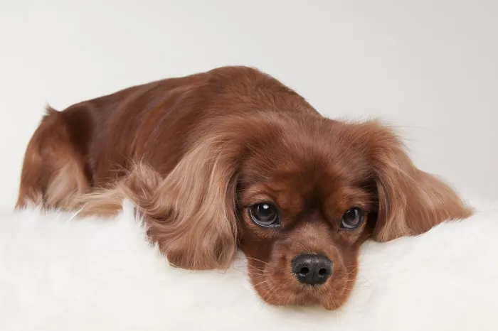 Framed Print : Cavalier King Charles Spaniel, bitch, ruby red
