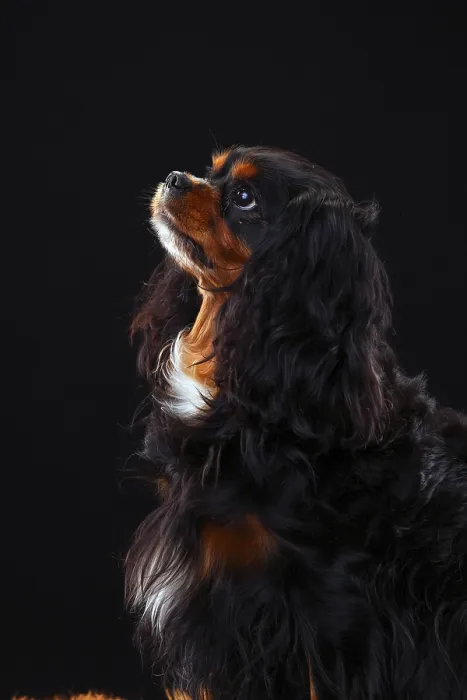 Framed Print : Cavalier King Charles Spaniel, black-and-tan
