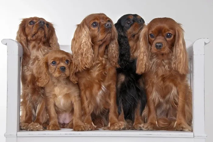 Framed Print : Cavalier King Charles Spaniel, black-brown and ruby red Framed Print : Cavalier King Charles Spaniel, black-brown and ruby red