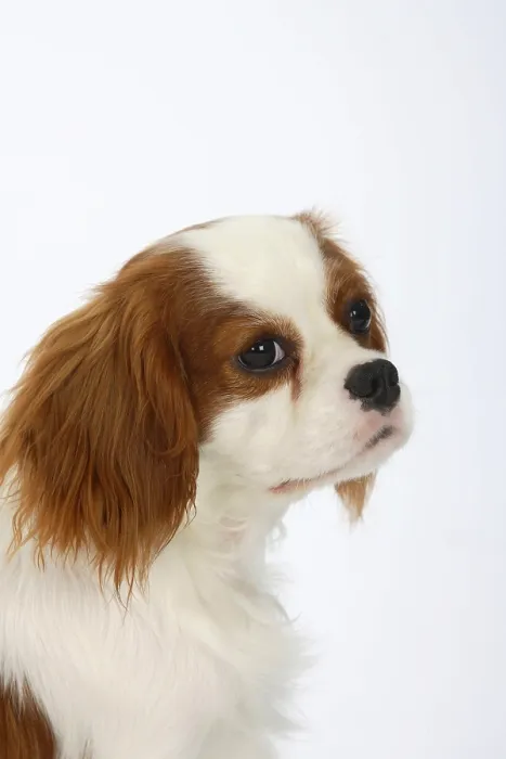 Framed Print : Cavalier King Charles Spaniel, blenheim, 11 months Framed Print : Cavalier King Charles Spaniel, blenheim, 11 months
