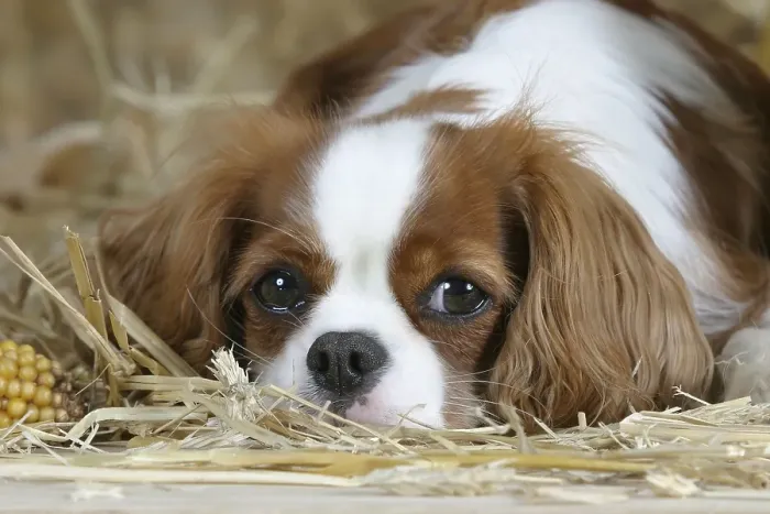 Framed Print : Cavalier-King-Charles-Spaniel, Blenheim Framed Print : Cavalier-King-Charles-Spaniel, Blenheim