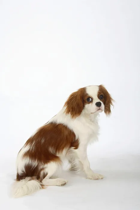 Framed Print : Cavalier King Charles Spaniel, blenheim