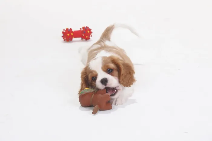 Framed Print : Cavalier King Charles Spaniel, blenheim Framed Print : Cavalier King Charles Spaniel, blenheim