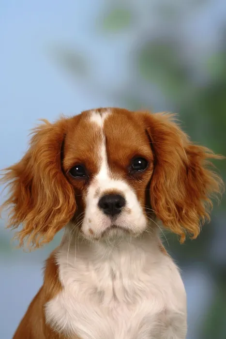 Framed Print : Cavalier King Charles Spaniel, Blenheim, 5 months