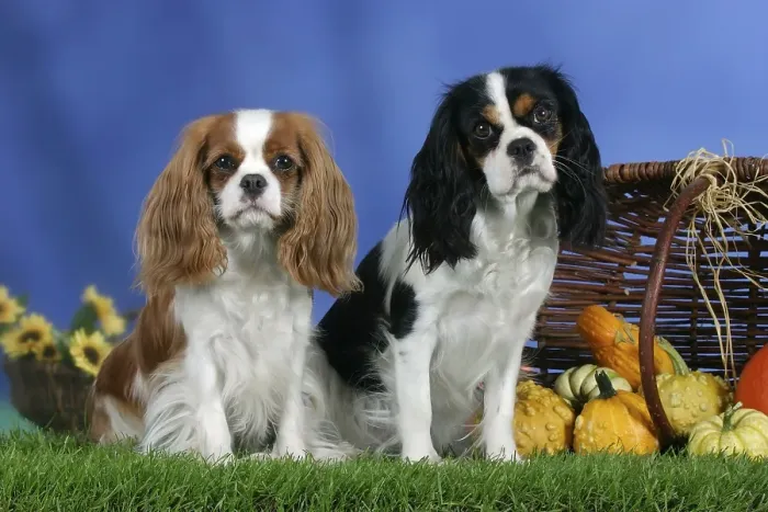 Framed Print : Cavalier King Charles Spaniel, Blenheim and tricolor