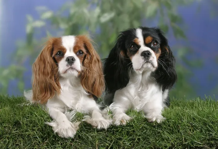 Framed Print : Cavalier King Charles Spaniel, Blenheim and tricolour