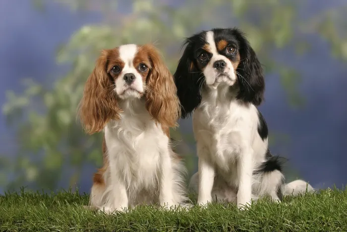 Framed Print : Cavalier King Charles Spaniel, Blenheim and tricolour