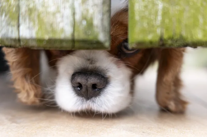 Framed Print : Cavalier King Charles Spaniel (dog)