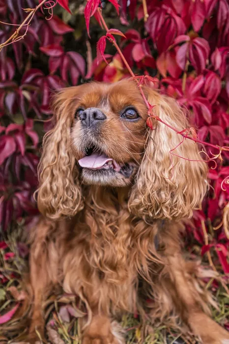 Framed Print : A Cavalier King Charles Spaniel dog with brown fur (Ruby) Framed Print : A Cavalier King Charles Spaniel dog with brown fur (Ruby)