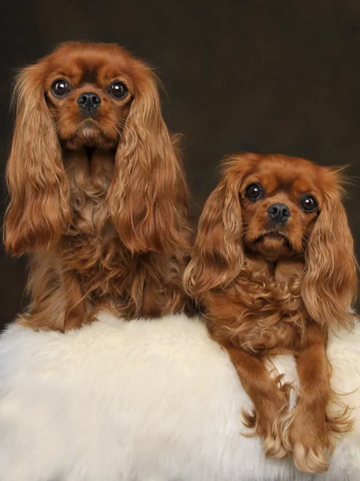 Framed Print : Cavalier King Charles Spaniel, females