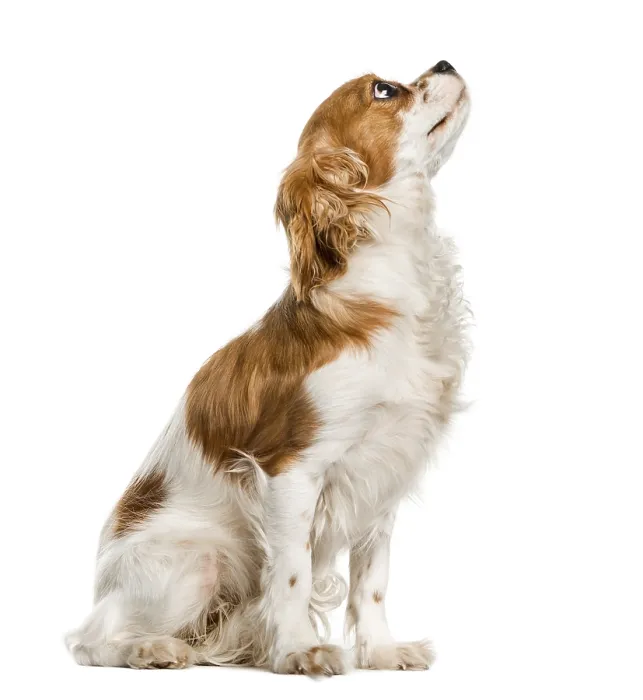 Framed Print : Cavalier King Charles Spaniel looking up
