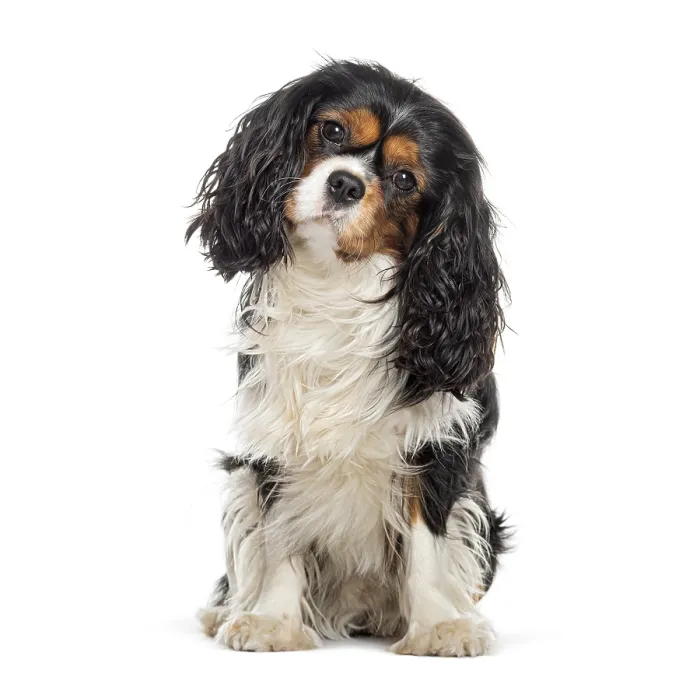 Framed Print : Cavalier King Charles Spaniel looking at the camera head tilted Framed Print : Cavalier King Charles Spaniel looking at the camera head tilted