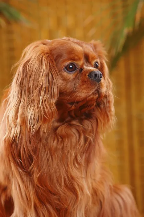Framed Print : Cavalier King Charles Spaniel, male, ruby red Framed Print : Cavalier King Charles Spaniel, male, ruby red