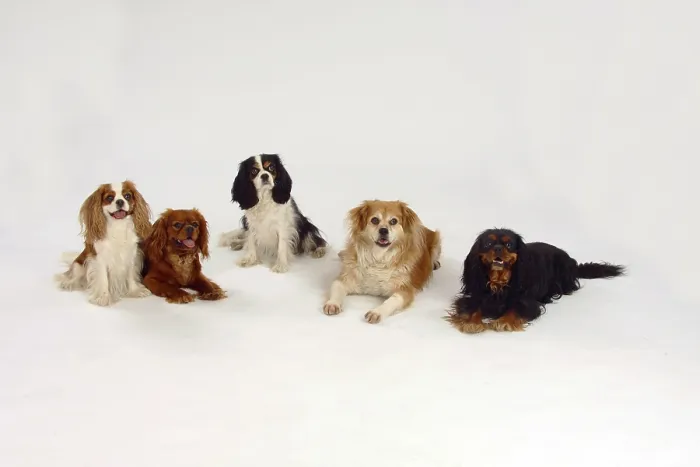 Framed Print : Cavalier King Charles Spaniel and mixed breed dog Framed Print : Cavalier King Charles Spaniel and mixed breed dog