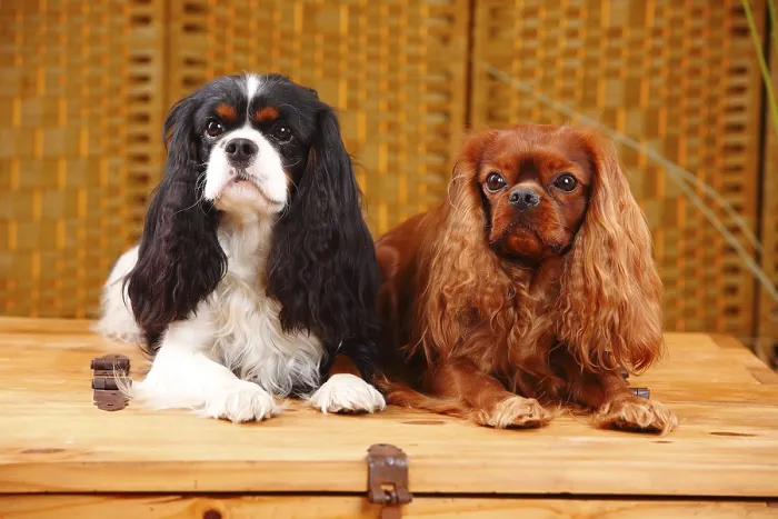 Framed Print : Cavalier King Charles Spaniel, pair