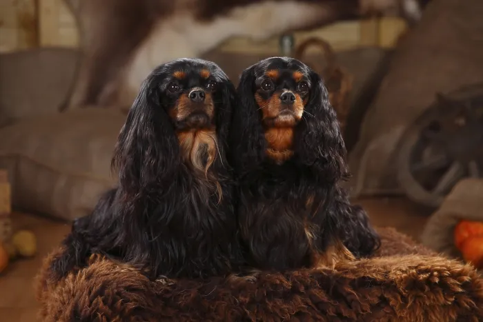 Framed Print : Cavalier King Charles Spaniel, pair, black-brown