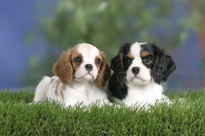 Framed Print : Cavalier King Charles Spaniel, puppies